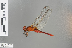  (Rhodothemis rufa - RMNH.INS.501386)  @13 [ ] CreativeCommons - Attribution Non-Commercial Share-Alike (2013) Unspecified Naturalis Biodiversity Center