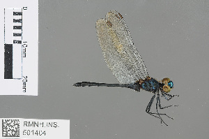  (Chalybeothemis fluviatilis - RMNH.INS.501404)  @13 [ ] CreativeCommons - Attribution Non-Commercial Share-Alike (2013) Unspecified Naturalis Biodiversity Center