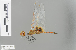  (Tramea basilaris - RMNH.INS.501420)  @14 [ ] CreativeCommons - Attribution Non-Commercial Share-Alike (2013) Unspecified Naturalis Biodiversity Center