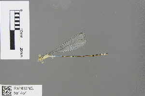  (Aciagrion africanum - RMNH.INS.501451)  @13 [ ] CreativeCommons - Attribution Non-Commercial Share-Alike (2013) Unspecified Naturalis Biodiversity Center