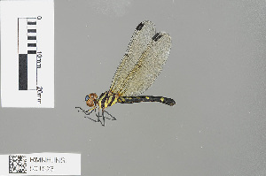  (Tetrathemis godiardi - RMNH.INS.501523)  @13 [ ] CreativeCommons - Attribution Non-Commercial Share-Alike (2013) Unspecified Naturalis Biodiversity Center