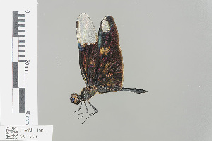  (Rhyothemis notata - RMNH.INS.501553)  @15 [ ] CreativeCommons - Attribution Non-Commercial Share-Alike (2013) Unspecified Naturalis Biodiversity Center