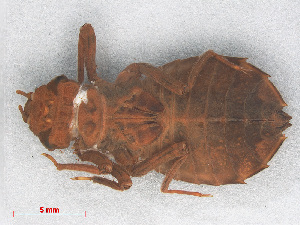  (Diastatomma gamblesi - RMNH.INS.501568)  @14 [ ] CreativeCommons - Attribution Non-Commercial Share-Alike (2013) Unspecified Naturalis Biodiversity Center