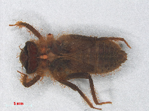  (Idomacromia proavita - RMNH.INS.501649)  @14 [ ] CreativeCommons - Attribution Non-Commercial Share-Alike (2013) Unspecified Naturalis Biodiversity Center