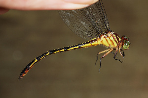  (Progomphus amazonicus - RMNH.INS.501772)  @12 [ ] CreativeCommons - Attribution Non-Commercial Share-Alike (2013) Unspecified Naturalis Biodiversity Center