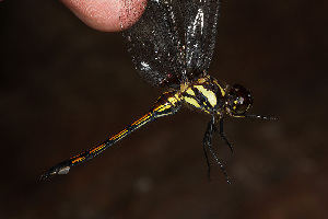  (Orthemis cinnamomea - RMNH.INS.501780)  @13 [ ] CreativeCommons - Attribution Non-Commercial Share-Alike (2013) Unspecified Naturalis Biodiversity Center