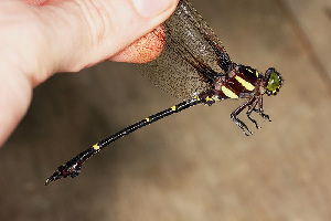  (Phyllogomphoides imperator - RMNH.INS.501783)  @13 [ ] CreativeCommons - Attribution Non-Commercial Share-Alike (2013) Unspecified Naturalis Biodiversity Center