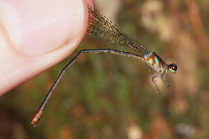  (Phoenicagrion sp. n - RMNH.INS.501827)  @12 [ ] CreativeCommons - Attribution Non-Commercial Share-Alike (2013) Unspecified Naturalis Biodiversity Center