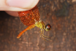  (Perithemis cornelia - RMNH.INS.501840)  @12 [ ] CreativeCommons - Attribution Non-Commercial Share-Alike (2013) Unspecified Naturalis Biodiversity Center