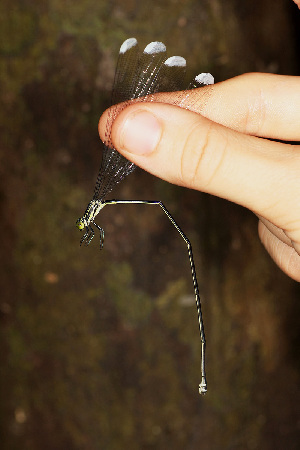  (Mecistogaster linearis - RMNH.INS.501886)  @13 [ ] CreativeCommons - Attribution Non-Commercial Share-Alike (2013) Unspecified Naturalis Biodiversity Center