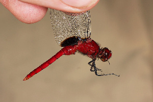  (Erythemis mithroides - RMNH.INS.501927)  @13 [ ] CreativeCommons - Attribution Non-Commercial Share-Alike (2013) Unspecified Naturalis Biodiversity Center