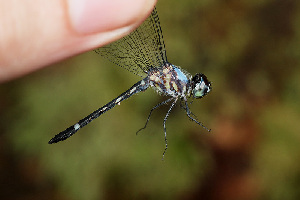  (Argyrothemis - RMNH.INS.501956)  @11 [ ] CreativeCommons - Attribution Non-Commercial Share-Alike (2013) Unspecified Naturalis Biodiversity Center