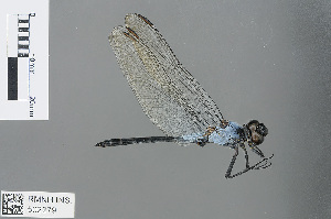  (Nesciothemis pujoli - RMNH.INS.502279)  @14 [ ] CreativeCommons - Attribution Non-Commercial Share-Alike (2013) Unspecified Naturalis Biodiversity Center