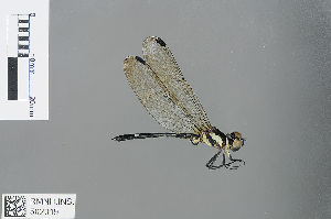  (Neodythemis klingi - RMNH.INS.502319)  @13 [ ] CreativeCommons - Attribution Non-Commercial Share-Alike (2013) Unspecified Naturalis Biodiversity Center