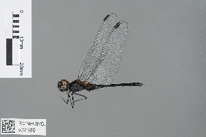  (Trithemis dichroa - RMNH.INS.502389)  @13 [ ] CreativeCommons - Attribution Non-Commercial Share-Alike (2013) Unspecified Naturalis Biodiversity Center