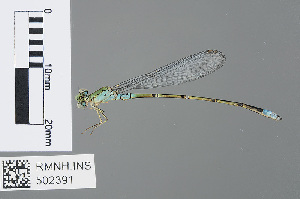  (Pseudagrion isidromorai - RMNH.INS.502391)  @13 [ ] CreativeCommons - Attribution Non-Commercial Share-Alike (2013) Unspecified Naturalis Biodiversity Center