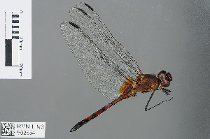  (Trithemis hartwigi - RMNH.INS.502554)  @14 [ ] CreativeCommons - Attribution Non-Commercial Share-Alike (2013) Unspecified Naturalis Biodiversity Center