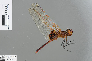  (Urothemis assignata - RMNH.INS.502569)  @14 [ ] CreativeCommons - Attribution Non-Commercial Share-Alike (2013) Unspecified Naturalis Biodiversity Center