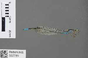  (Pseudagrion lindicum - RMNH.INS.502789)  @13 [ ] CreativeCommons - Attribution Non-Commercial Share-Alike (2013) Unspecified Naturalis Biodiversity Center