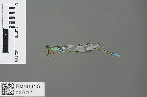  (Pseudagrion nubicum - RMNH.INS.502812)  @13 [ ] CreativeCommons - Attribution Non-Commercial Share-Alike (2013) Unspecified Naturalis Biodiversity Center