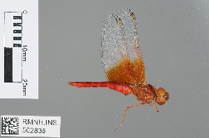  (Brachythemis lacustris - RMNH.INS.502836)  @13 [ ] CreativeCommons - Attribution Non-Commercial Share-Alike (2013) Unspecified Naturalis Biodiversity Center
