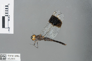  (Brachythemis leucosticta - RMNH.INS.502855)  @13 [ ] CreativeCommons - Attribution Non-Commercial Share-Alike (2013) Unspecified Naturalis Biodiversity Center