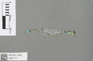  (Pseudagrion glaucum - RMNH.INS.503317)  @13 [ ] CreativeCommons - Attribution Non-Commercial Share-Alike (2013) Unspecified Naturalis Biodiversity Center