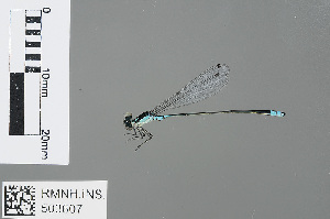  (Xiphiagrion cyanomelas - RMNH.INS.503607)  @15 [ ] CreativeCommons - Attribution Non-Commercial Share-Alike (2013) Unspecified Naturalis Biodiversity Center