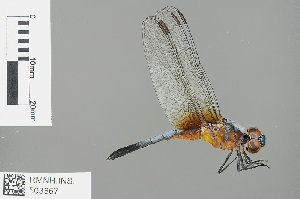  (Brachydiplax - RMNH.INS.503867)  @15 [ ] CreativeCommons - Attribution Non-Commercial Share-Alike (2013) Unspecified Naturalis Biodiversity Center