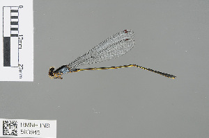  (Pseudagrion pruinosum - RMNH.INS.503945)  @14 [ ] CreativeCommons - Attribution Non-Commercial Share-Alike (2013) Unspecified Naturalis Biodiversity Center