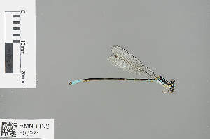  (Argiocnemis rubescens rubeola - RMNH.INS.503971)  @14 [ ] CreativeCommons - Attribution Non-Commercial Share-Alike (2013) Unspecified Naturalis Biodiversity Center