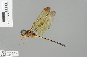  (Zyxomma petiolatum - RMNH.INS.503972)  @14 [ ] CreativeCommons - Attribution Non-Commercial Share-Alike (2013) Unspecified Naturalis Biodiversity Center