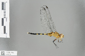  (Orthetrum julia - RMNH.INS.504224)  @14 [ ] CreativeCommons - Attribution Non-Commercial Share-Alike (2013) Unspecified Naturalis Biodiversity Center