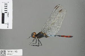  (Nesciothemis fitzgeraldi - RMNH.INS.505611)  @13 [ ] CreativeCommons - Attribution Non-Commercial Share-Alike (2013) Unspecified Naturalis Biodiversity Center