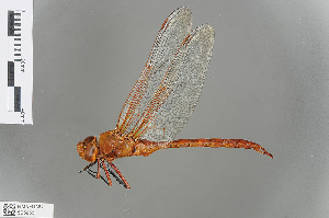  (Anax speratus - RMNH.INS.505655)  @14 [ ] CreativeCommons - Attribution Non-Commercial Share-Alike (2013) Unspecified Naturalis Biodiversity Center