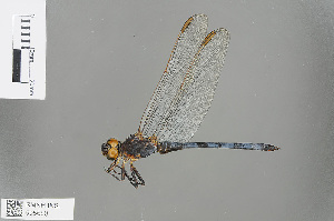  (Orthetrum angustiventre - RMNH.INS.505680)  @14 [ ] CreativeCommons - Attribution Non-Commercial Share-Alike (2013) Unspecified Naturalis Biodiversity Center