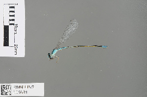  (Aciagrion steeleae - RMNH.INS.505681)  @13 [ ] CreativeCommons - Attribution Non-Commercial Share-Alike (2013) Unspecified Naturalis Biodiversity Center