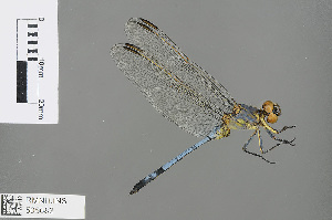  (Orthetrum macrostigma - RMNH.INS.505682)  @13 [ ] CreativeCommons - Attribution Non-Commercial Share-Alike (2013) Unspecified Naturalis Biodiversity Center