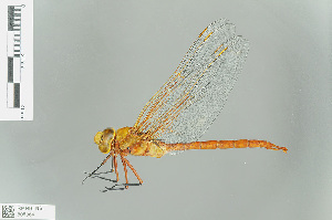  (Anax rutherfordi - RMNH.INS.506064)  @14 [ ] CreativeCommons - Attribution Non-Commercial Share-Alike (2013) Unspecified Naturalis Biodiversity Center