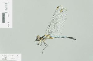  (Nesciothemis farinosa - RMNH.INS.508313)  @14 [ ] CreativeCommons - Attribution Non-Commercial Share-Alike (2013) Unspecified Naturalis Biodiversity Center