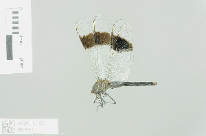  (Brachythemis leucosticta - RMNH.INS.508407)  @13 [ ] CreativeCommons - Attribution Non-Commercial Share-Alike (2013) Unspecified Naturalis Biodiversity Center