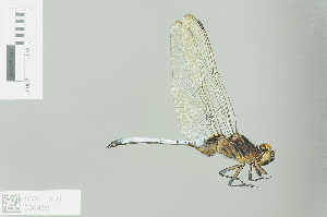  (Orthetrum microstigma - RMNH.INS.508425)  @14 [ ] CreativeCommons - Attribution Non-Commercial Share-Alike (2013) Unspecified Naturalis Biodiversity Center