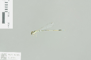  (Aciagrion migratum - RMNH.INS.508485)  @12 [ ] CreativeCommons - Attribution Non-Commercial Share-Alike (2013) Unspecified Naturalis Biodiversity Center