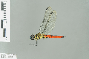  (Lyriothemis elegantissima - RMNH.INS.508503)  @13 [ ] CreativeCommons - Attribution Non-Commercial Share-Alike (2013) Unspecified Naturalis Biodiversity Center