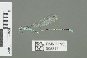  (Pseudagrion helenae - RMNH.INS.508816)  @12 [ ] CreativeCommons - Attribution Non-Commercial Share-Alike (2013) Unspecified Naturalis Biodiversity Center