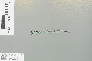  (Aciagrion approximans - RMNH.INS.509234)  @12 [ ] CreativeCommons - Attribution Non-Commercial Share-Alike (2013) Unspecified Naturalis Biodiversity Center