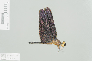  (Rhyothemis aterrima - RMNH.INS.509348)  @13 [ ] CreativeCommons - Attribution Non-Commercial Share-Alike (2013) Unspecified Naturalis Biodiversity Center