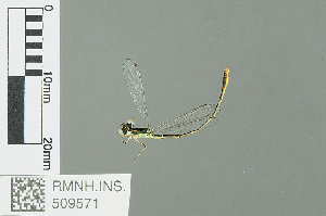  ( - RMNH.INS.509571)  @14 [ ] CreativeCommons - Attribution Non-Commercial Share-Alike (2013) Unspecified Naturalis Biodiversity Center