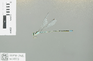  (Pseudagrion microcephalum - RMNH.INS.509593)  @15 [ ] CreativeCommons - Attribution Non-Commercial Share-Alike (2013) Unspecified Naturalis Biodiversity Center