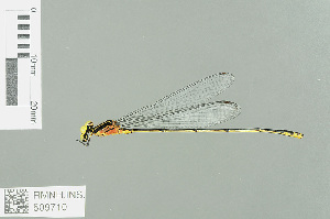  (Pseudagrion ustum - RMNH.INS.509710)  @13 [ ] CreativeCommons - Attribution Non-Commercial Share-Alike (2013) Unspecified Naturalis Biodiversity Center